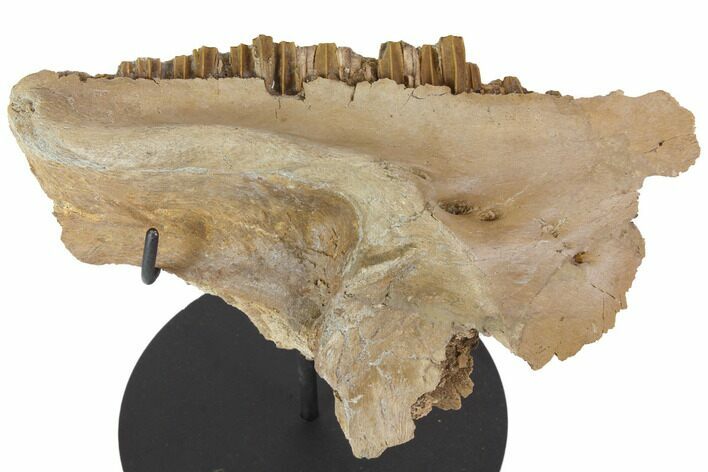 Hadrosaur (Gryposaurus) Maxilla With Stand - Killer Specimen! #113075